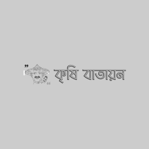 আমের স্যুট গল