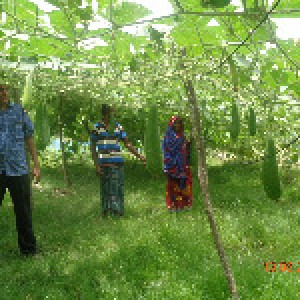 আইএফএমসি মাঠ স্খুল সবজি বাগান, জোয়ার আওরাবুনিয়া, নলছিটি, ঝালকাঠি। (2)
