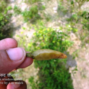 মরিচের ব্যাকটেরিয়াজনিত নরম পঁচা রোগ