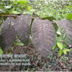 পেয়ারার শুটিমোল্ড রোগ