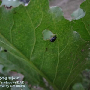 সুগারবিটের ফ্লি বিটল পোকা