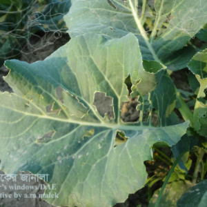 বাঁধাকপিরপাখি আক্রমণ সমস্যা